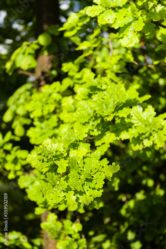 Lush green oak leaves in nature.