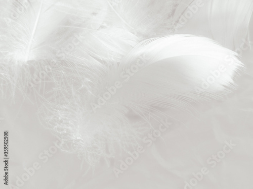 Beautiful abstract gray feathers on white background and soft white feather texture on white pattern and gray background  smooth feather background  black banners
