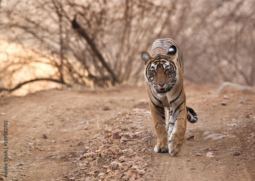 Fototapeta premium Noor cub on the road of Ranthambore Tiger Reserve