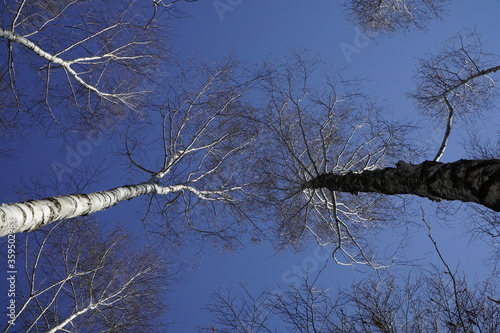 Blick in eine Baumkrone im Winter