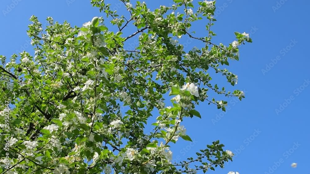 Blooming apple tree on a background of blue sky. Inflorescence petals fall from a tree. Gardens Growing fruits in the country. Slow motion. Blooming apple tree on a background of blue sky. Inflorescence petals fall from a tree. Gardens Growing fruits in the country. Slow motion.