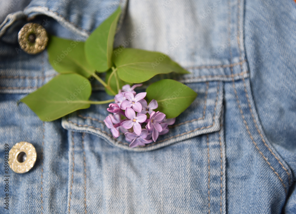 Lilac flower in the pocket of a denim jacket
