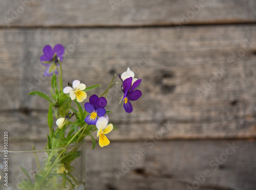 Cute and very cute wild flowers on the background of an old tree.