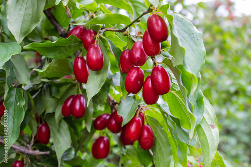 Red ripe dogwoods Cornus fruits on a fruit tree in the organic garden.