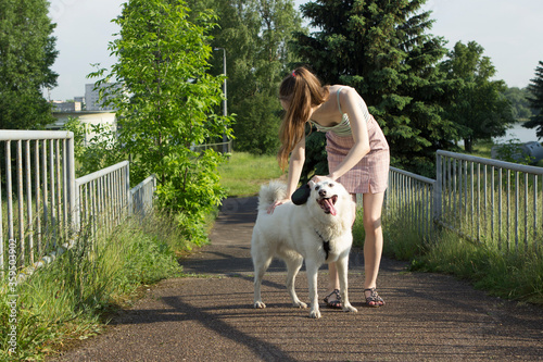 A teenager girl stroking a dog a white West Siberian husky and walking with her in a summer park.