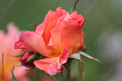 Rose in Lachsfarbe in der Nahaufnahme