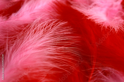Background of red and pink fuchsia boa feathers in art deco retro and burlesque vintage style photo
