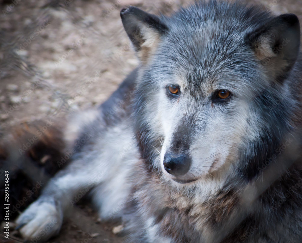 Grey and white wolf portrait closeup with golden eyes. Grey and white wolf portrait closeup with golden eyes.