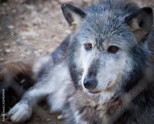 Grey and white wolf portrait closeup with golden eyes.