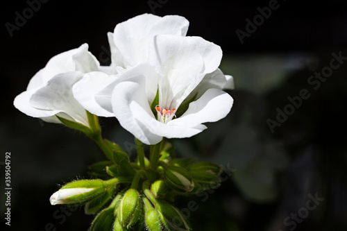 several beautiful white flowers in a bunch