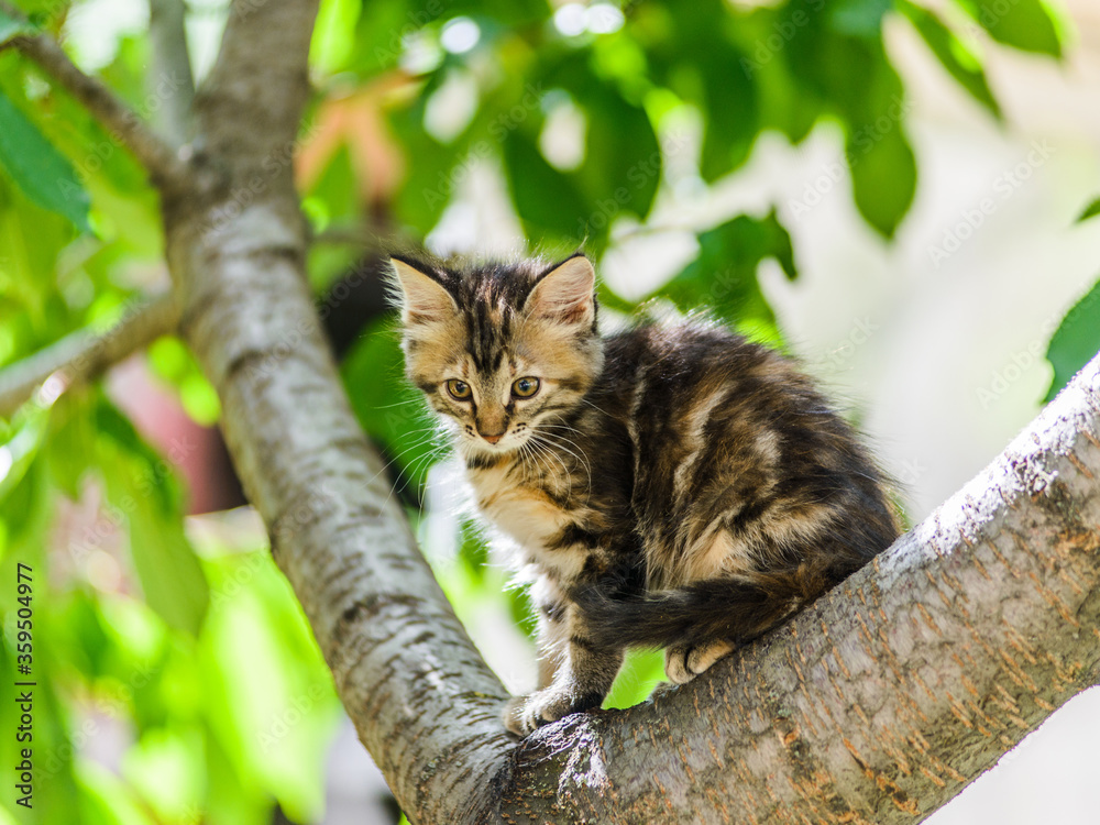 Kitten climbing tree hotsell