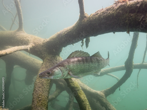 Zander in lake Bled Slovenia