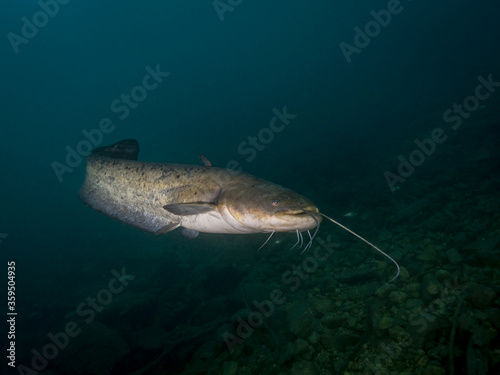 Catfish in lake Bled Slovenia