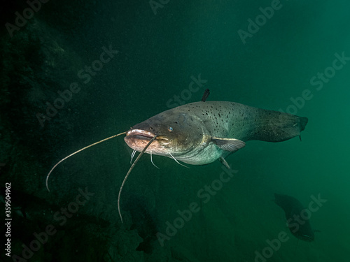 Catfish in lake Bled Slovenia