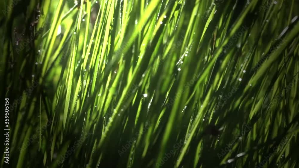 Grass background with water drops and sunlight. Grass background with water drops and sunlight.