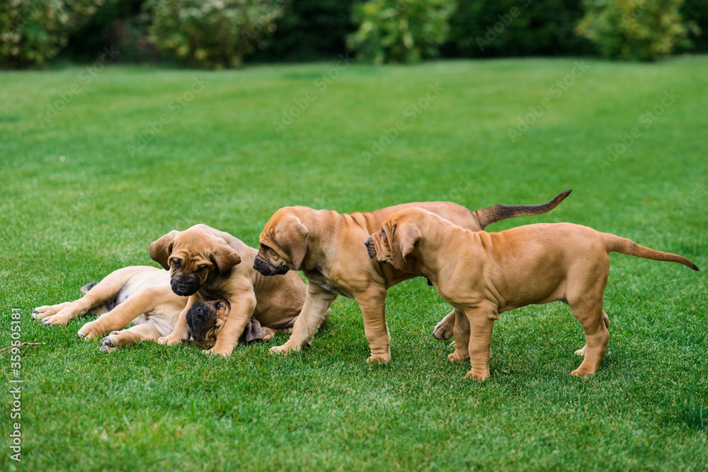 Four Fila Brasileiro (Brazilian Mastiff) puppies having fun