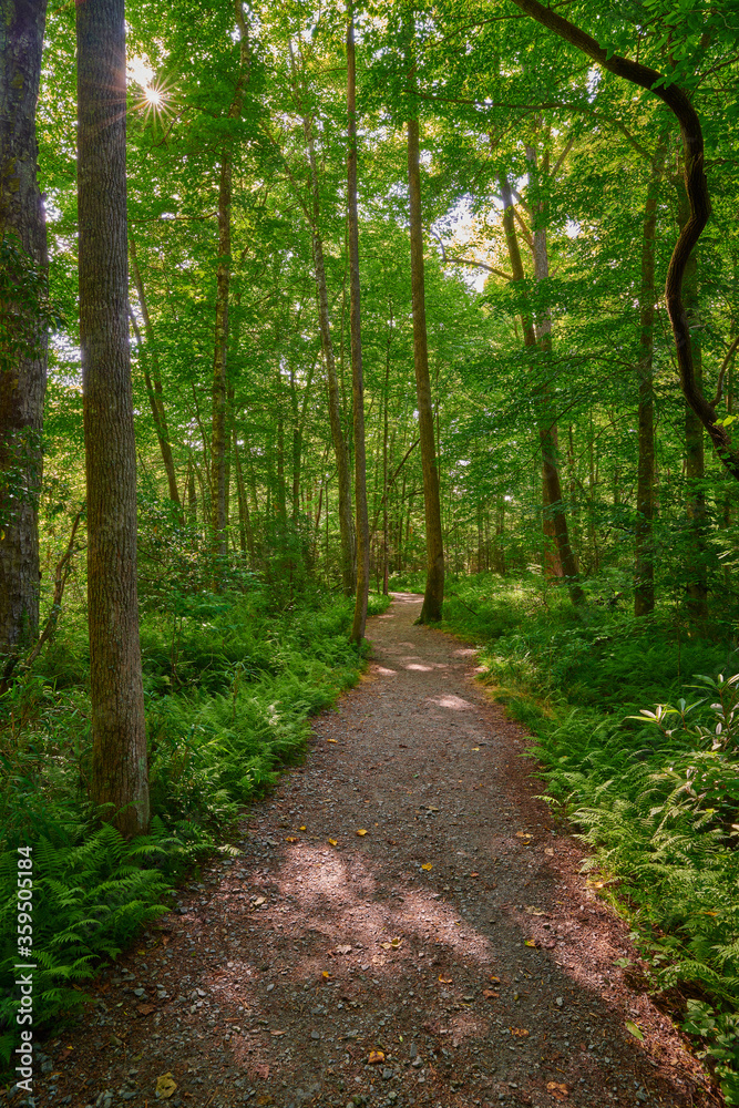Sunlit walking path through a lush forest. Sunlit walking path through a lush forest.