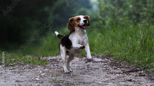 Beautiful hunting dog the Beagle walks in the woods. Happy puppy running through the woods and sitting in the grass