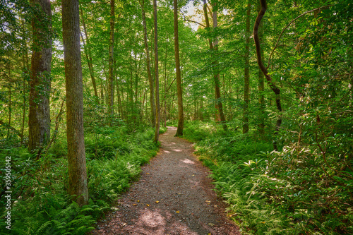 Sunlit walking path through a lush forest. © Patrick Jennings