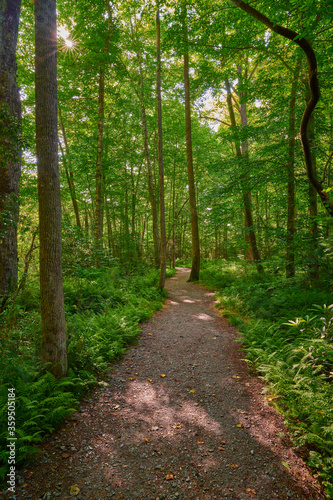 Sunlit walking path through a lush forest. © Patrick Jennings