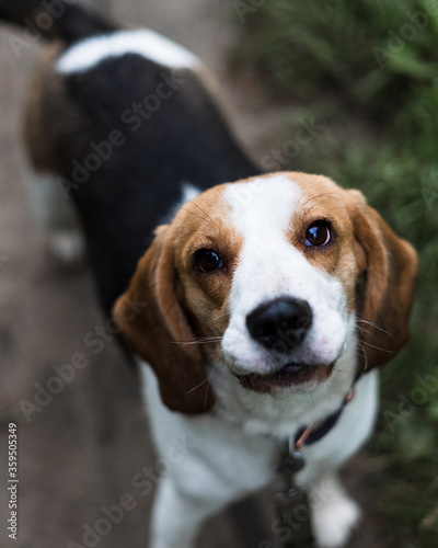 Beautiful hunting dog the Beagle walks in the woods. Happy puppy running through the woods and sitting in the grass