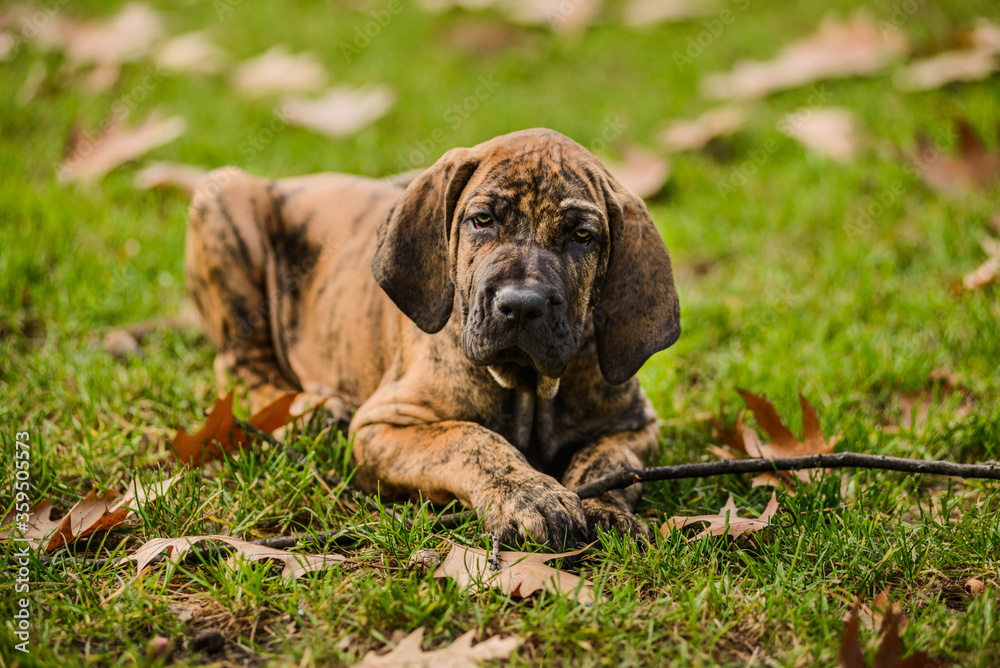 Adorable Fila Brasileiro brindle color puppy chewing wood stick