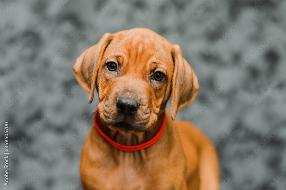 Cute rhodesian ridgeback puppy close up portrait on grey background Cute rhodesian ridgeback puppy close up portrait on grey background