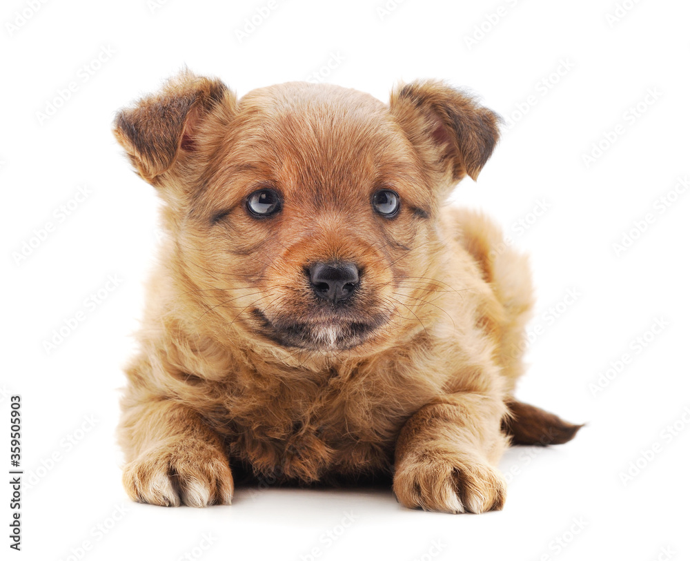 One little dog. One little dog.