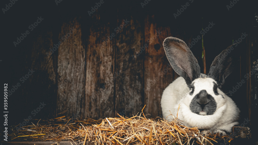 Black and white domestic pet rabbit in a hutch portrait Stock Photo ...