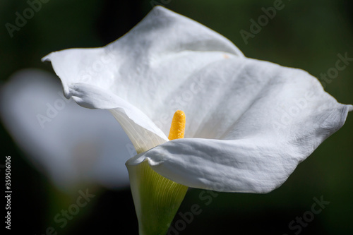 Beautiful white callas blooming in the garden against a dark background. photo