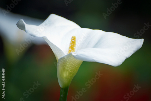 Beautiful white callas blooming in the garden against a dark background. photo