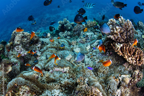 Black and Red anemonefish  Amphiprion melanopus  swim among the tentacles of a mat of host anemones on a coral reef in Fiji. 