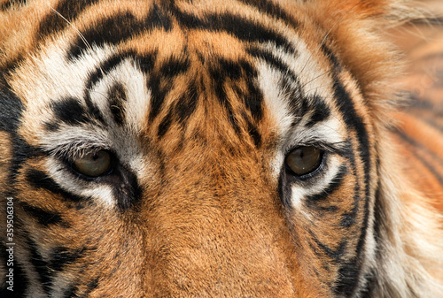 Eyes of the cub of Tiger T60  Ranthambore Tiger Reserve