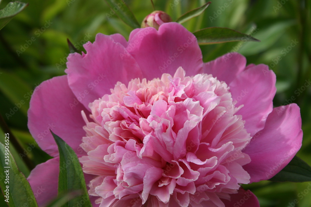 Obraz premium awesome pink peonies in the spring garden
