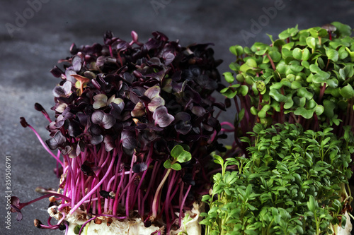 Microgreen kress, pink radish sprouts on background, vegan, vegetarian, healthy eating concept photo