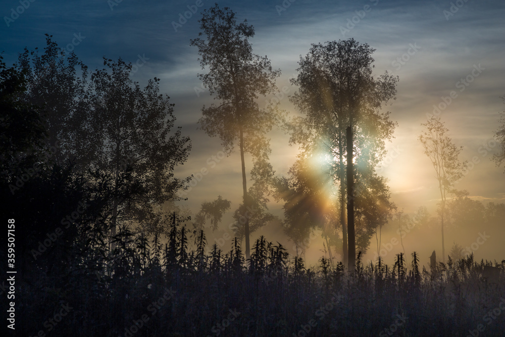 Sunrise in the foggy forest, Altai, Russia