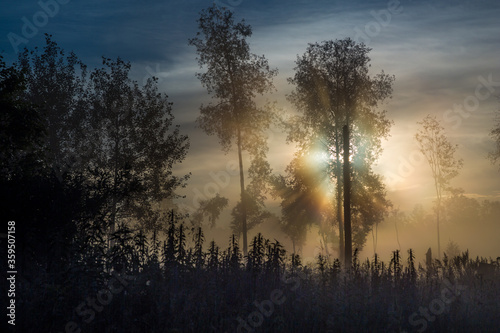 Sunrise in the foggy forest  Altai  Russia