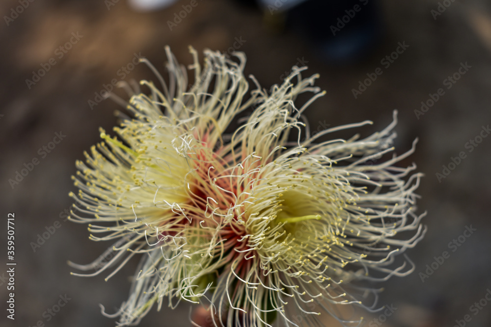 Indian white flower looking awesome in forest with a lot of buds.
