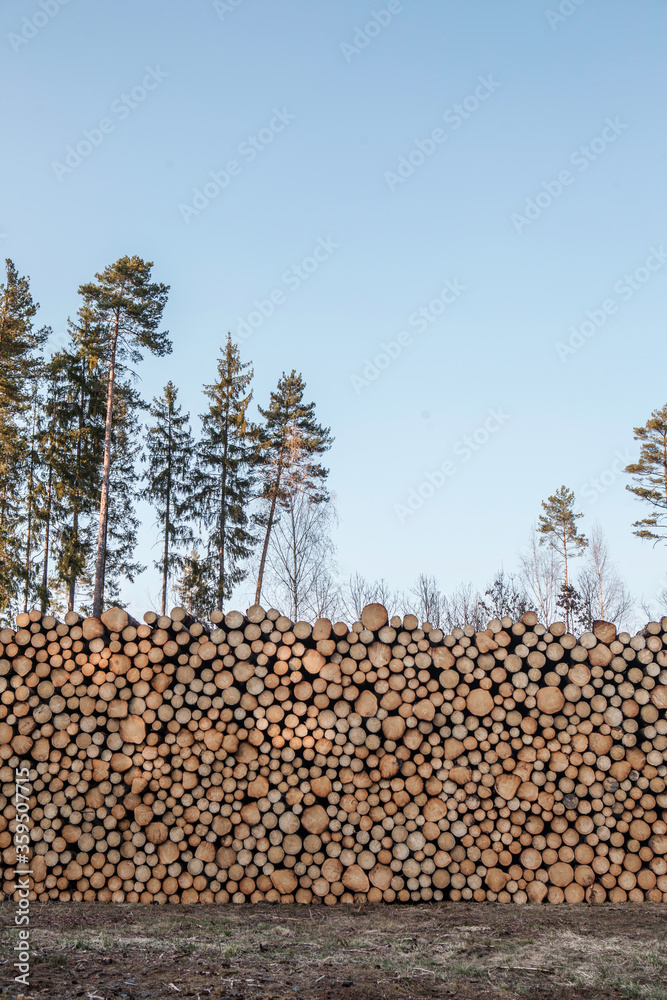 mound of cut down trees in the rest of the pine wood, environmental issue, czech republic, the forest invaded by the bark beetle