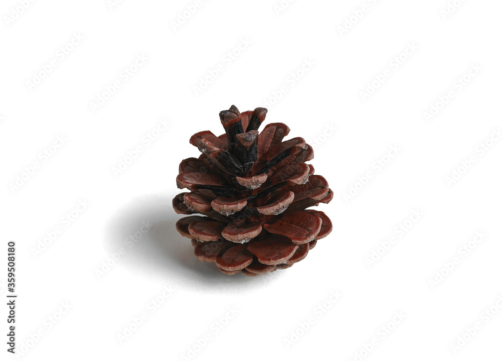 natural pinecone isolated on white background. close-up of natural dry pine cones, conifer seeds natural pinecone isolated on white background. close-up of natural dry pine cones, conifer seeds