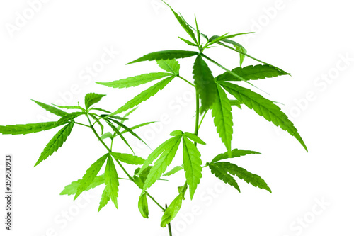 Selective focus cannabis  Close-up marijuana leaves  Cannabis seedlings with white background  Green hemp seedlings Isolate Cannabis with clipping path