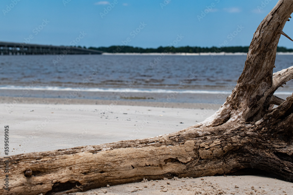dead tree on the shore
