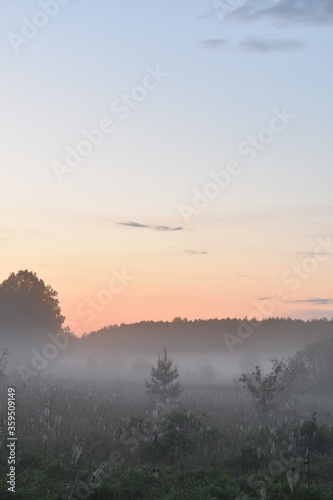 morning mist on the forest clearing © Igor