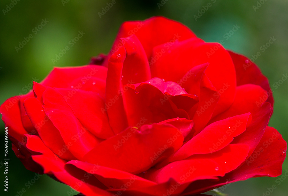 Rose Rose
