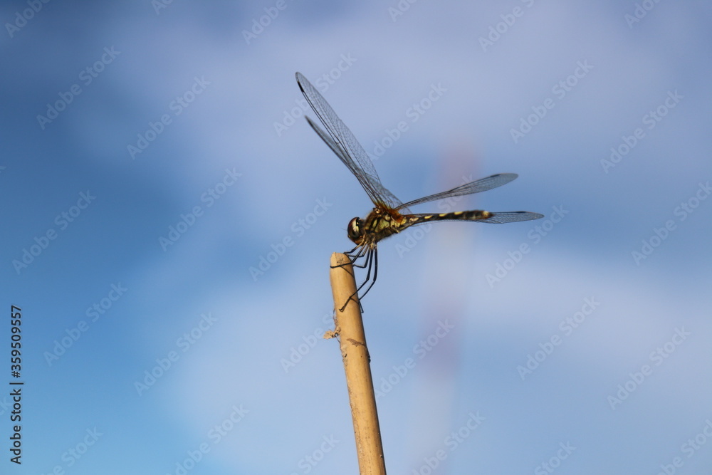 Dragonflies sticking on a branch on blue background. Dragonflies sticking on a branch on blue background.