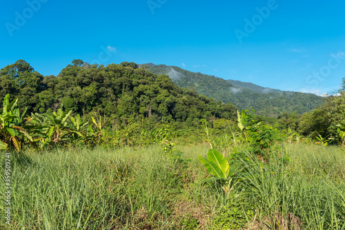 Landscape in Ketambe in the south of the Gunung Leuser National Park on the island of Sumatra in Indonesia