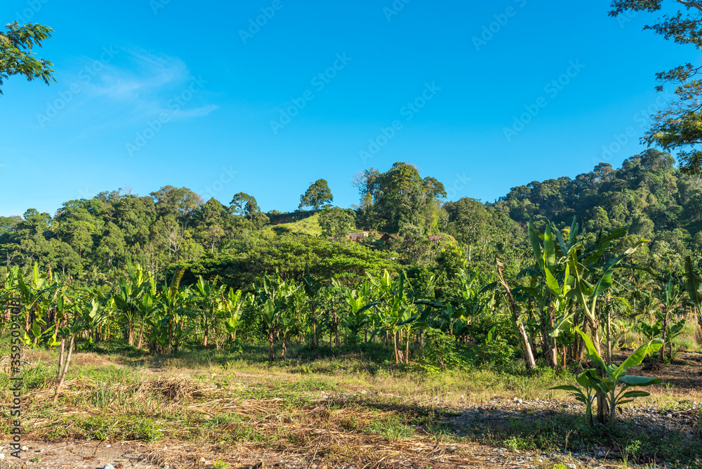 Hilly landscape and mountains in Ketambe in the south of the Gunung Leuser National Park on the island of Sumatra in Indonesia