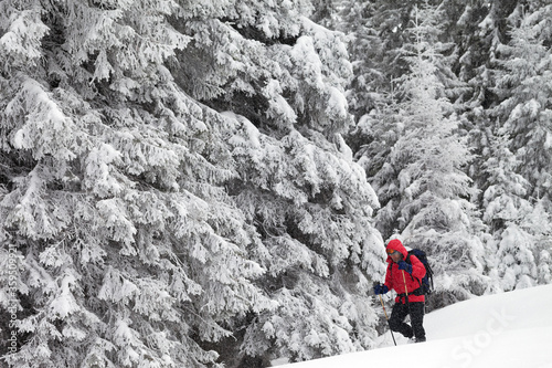 Hiker go on slope with new-fallen snow in snow-covered forest