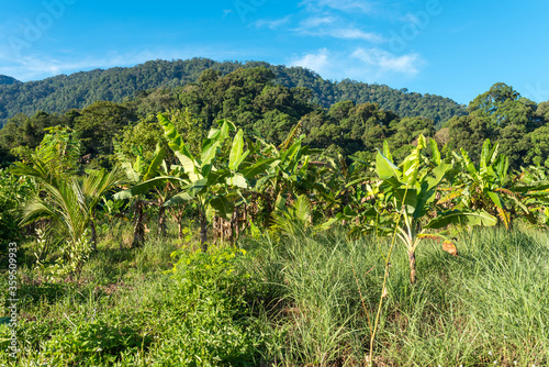 Landscape in Ketambe in the south of the Gunung Leuser National Park on the island of Sumatra in Indonesia
