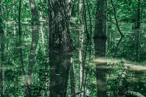 Green forest flooded after downpours photo